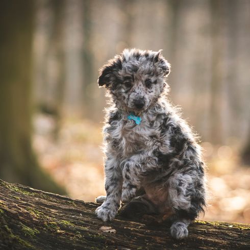 Mudi Hund aus Ungarn, Welpen Mudi, merle farbener Hund