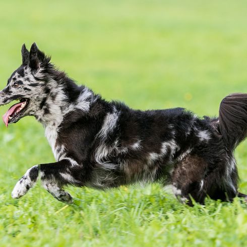 Mudi rennt über eine Wiese, mittelgroße Hunderasse aus Ungarn, ungarische Hunderasse Merle farben, Merle Optik bei Hunden