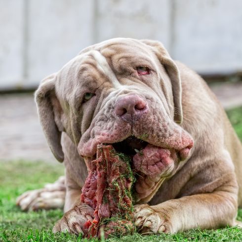 Neapolitan Mastiff frisst Hund, Säugetier, Wirbeltier, Hunderasse, Canidae, neapolitanischer Mastiff, Fleischfresser, Schnauze, Rasse ähnlich koreanischer Mastiff, alte Hunderassen, grauer Hund frisst frisches Fleisch, italienische Hunderasse, hässlicher Hund mit Faltengesicht, Dogge