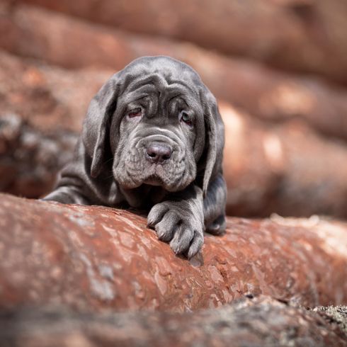 Hund, Wirbeltier, Säugetier, Canidae, Hunderasse, Fleischfresser, neapolitanischer Mastiff Welpe, Schnauze, Sporting Group, Rasse ähnlich koreanischer Mastiff, grauer Hund nit großen Schlappohren, Wachhund, Faltenhund