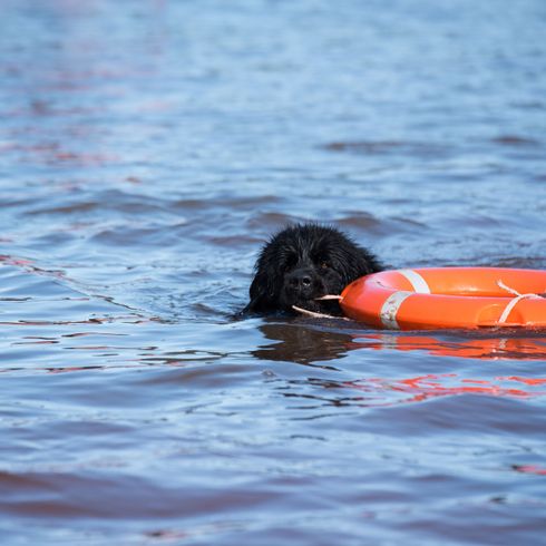 Wasser, Rettungsring, Schwimmweste, Sportgruppe, Ruhe, Erholung, Canidae, Hunderasse, Auch ein Neufundländer kann schwimmen, schwarzer großer Hund mit langem Fell liebt es im Wasser zu sein