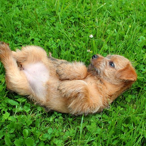 Norfolk Terrier Welpe liegt auf einer Wiese und rollt sich, kleiner rauhaariger Hund, Hund mit Rauhaarigem Fell, Rauhaar Welpe