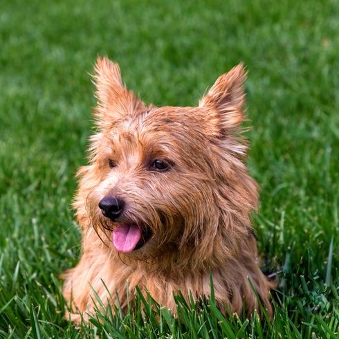 Portrait eines Norwich Terrier Hundes, brauner HUnd mit Stehohren, kleine Hunderasse, Seniorenhunderasse, Rasse für Familien und Senioren