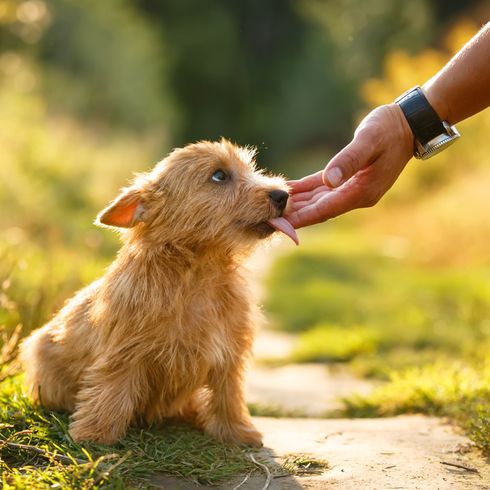 Norwich Terrier Welpe wird von einer Hand im Gesicht gestreichelt, Hund sitzt auf der Wiese im Garten, Welpe, kleiner brauner Hund mit rauhaarigem Fell, Rauhaarhunderasse, Hunderasse aus UK