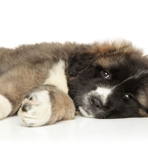 Owtscharka Welpe Owtscharka Welpe braun weiß, kleiner brauner Hund wird bald eine sehr große Rasse aus Russland, Hund sieht aus wie Neufundländer