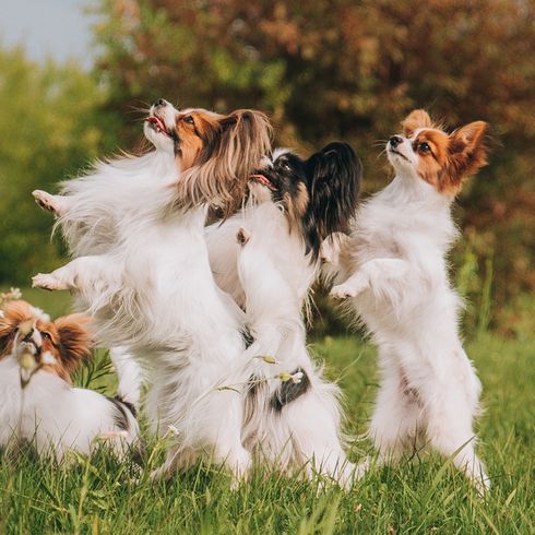 vier Papillon Hunde machen Männchen auf einer Wiese und warten auf die Belohnung, weiße kleine Hunde mit Stehohren und langem Fell, intelligenter Hund