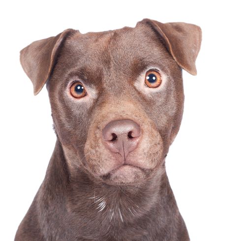 Patterdale Terrier braun schaut in die Kamera Temperament Patterdale Terrier
