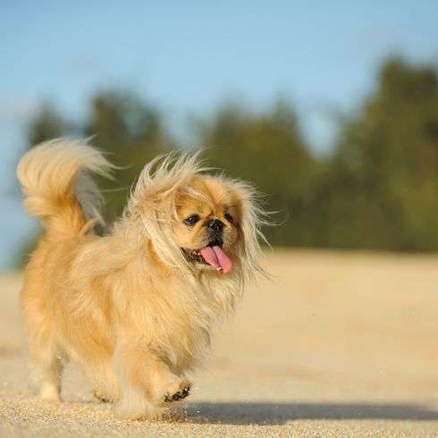 kleiner blonder Hund der einen Vorbiss hat, Pekingese Hund mit langer Zunge, gelbe Hunderasse, kleiner Hund mit langem Fell und kurzer Schnauze