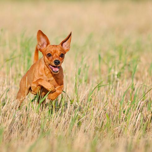 Prager Rattler rot roter Prager Rattler ähnlich Chihuahua rennt über eine Wiese und hat Stehohren, sehr kleine und leichte Hunderasse