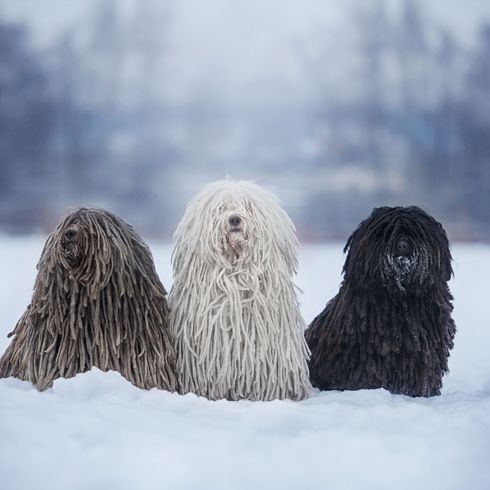 Hund, Canidae, Bergamasco-Schäferhund, Hunderasse, Puli, Rasse ähnlich Komondor, Rasse ähnlich tibetischer Terrier, Fleischfresser, drei Puli sitzen im Schnee, grauer Puli, ein weißer Puli und ein schwarzer Puli ungarische Hunderasse, Wischmophund, Wischmoprasse, Hund mit Rastazöpfen