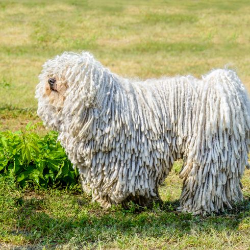 Säugetier, Hund, Wirbeltier, Hunderasse, Canidae, Hunderasse mit Wischmop Fell, Hund mit langem Fell, großer weißer Puli, besondere Hunderassen