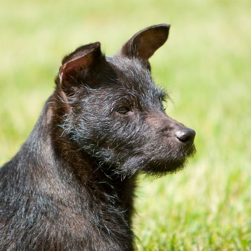 Rauhaar Patterdale Terrier schwarz