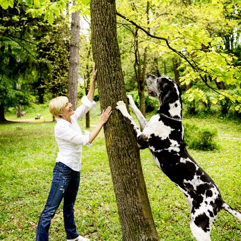 riesige Dogge gepuktet schwarz weiß Menschen in der Natur, Baum, Blatt, Hund, Canidae, Holzpflanze, Pflanze, Wald, Great Dane schwarz weiß, besondere Färbung bei Dogge, Riesenrasse mit Mensch Vergleich