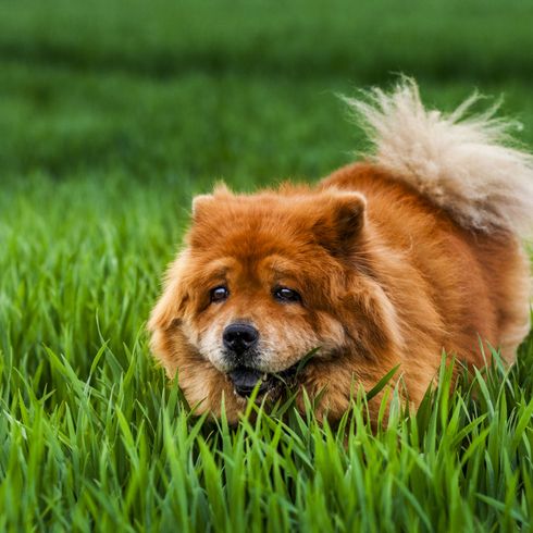 roter Chowchow auf der Wiese Hund, Säugetier, Wirbeltier, Canidae, Hunderasse, Deutscher Spitz mittel, Hund ähnlich Deutscher Spitz klein, Fleischfresser, Rasse ähnlich Deutscher Spitz, roter Chow-Chow,