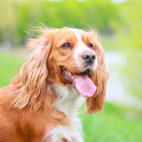 Hund, Säugetier, Wirbeltier, Hunderasse, Canidae, Fleischfresser, Begleithund, roter Cockerspaniel, roter englischer Cockerspaniel, Sporting Group, kleine Hunderasse mit Schlappohren