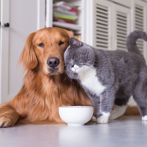 roter Goldie und britisch Kurzhaar Katze Hund, Säugetier, Wirbeltier, Canidae, Hunderasse, Fleischfresser, Begleithund, roter Golden Retriever liebt eine kleine British Kurzhaar Katze, Hund und Katze verstehen sich, Rasse ähnlich Nova Scotia Ente Maut Retriever, Sporting Group,