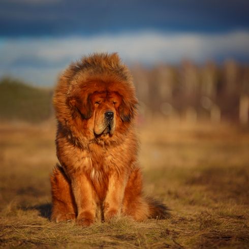 Wirbeltiere, Säugetiere, Natur, Wildtiere, Hund ähnlich Löwen, Fleischfresser,  Do Kyhi Tibetan Mastiff rot, Listenhund