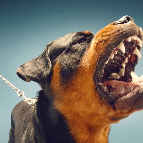 Rottweiler aggressiv Hund, Hunderasse, Canidae, Schnauze, Fleischfresser, Rottweiler bellt, aggressive Hundrasse, Familienhund, Alte Hunderassen, Riesenhunderasse, Kampfhund, Listenhund