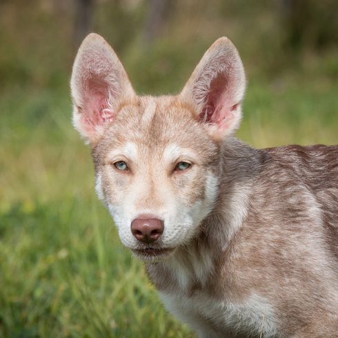 junger Saarloos Wolfshund aus Holland mit großen Stehohren