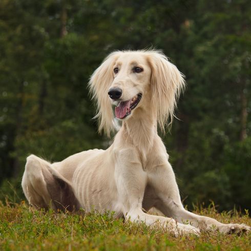 Hund, Säugetier, Wirbeltier, Canidae, Hunderasse, Saluki, Fleischfresser, Seidenwindhund, Begleithund, Windhund mit langem Fell an den Ohren, sehr dünner Hund, große Hundrasse blond, Hund ähnlich Barsoi