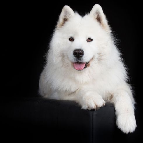 Hund, Säugetier, Wirbeltier, Canidae, Hunderasse, weißer Samojede, Fleischfresser, Hund ähnlich amerikanischer Eskimohund, Rasse ähnlich indischer Spitz oder japanischer Spitz, kleine Stehohren, Hund mit langem Fell