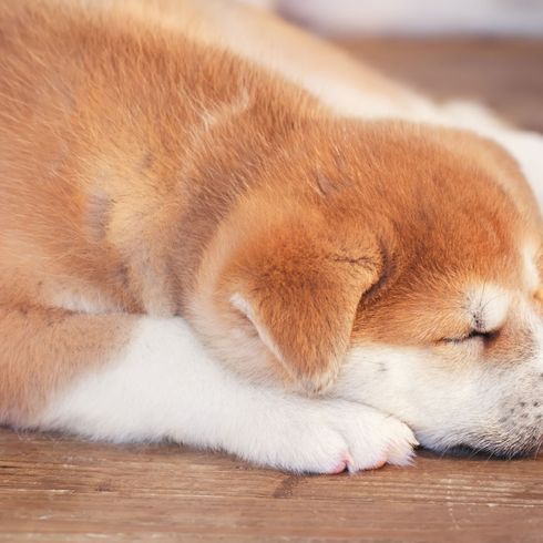 Hund, Säugetier, Wirbeltier, Hunderasse, Canidae, Welpe, Fleischfresser, Nase, Schnauze, Akita, am Boden schlafender Akita Inu Welpe