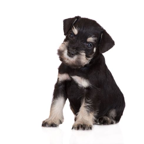 Schnauzer klein schwarz braun Hund, Säugetier, Wirbeltier, Hunderasse, Canidae, Zwergschnauzer, Welpe, Schnauzer schwarz braun, Schnauzerwelpe, kleiner schwarzer Hund