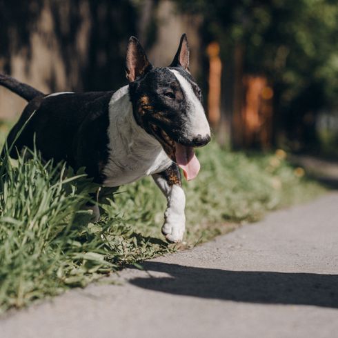 Säugetier, Hund, Wirbeltier, Canidae, Hunderasse, schwarz weißer Bullterrier (Miniatur), Kampfhund Bullterrier, Fleischfresser, Hund mit langer Schnauze, aggressiver Hund