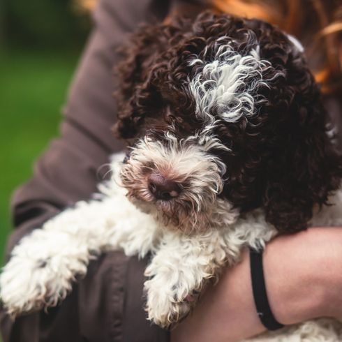 schwarz weißer kleiner Hund mit Locken ähnlich Pudel, Lagotto Romagnolo Welpe