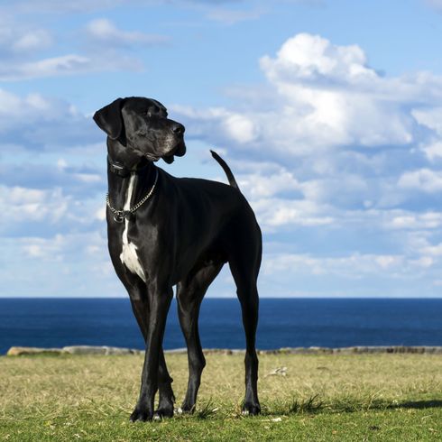 schwarze Dogge mit weißem Streifen Hund, Säugetier, Wirbeltier, Canidae, Hunderasse, Fleischfresser, Deutsche Dogge, Wachhund, Arbeitshund, Sporting Group, schwarze Dogge
