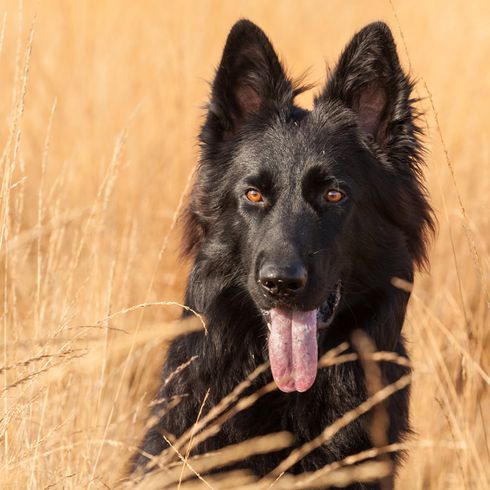 schwarzer Altdeutscher Schäferhund im Feld