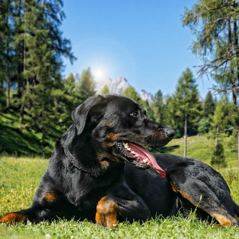 Hund, Säugetier, Wirbeltier, Hunderasse, Canidae, Fleischfresser, Sportgruppe, Jagdhund, Beauceron, schwarzer Beauceron liegt im Grünen