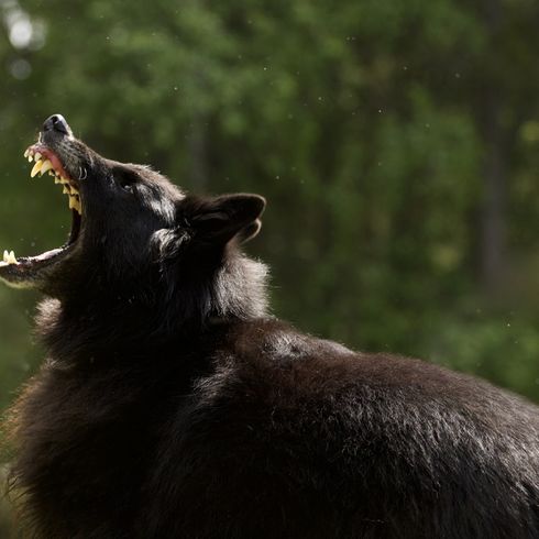 belgischer Schäferhund zeigt seine Zähne, schwarzer großer Hund mit langem Fell, Groenendael