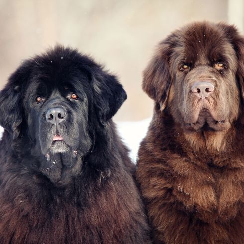 schwarzer brauner Neufundländer Hund, Säugetier, Wirbeltier, Hunderasse, Canidae, großer schwarzer Neufundländer neben einem braunen Neufundländer mit langem Fell, Riesenhunderasse, Fleischfresser, Alte Hunderassen, Begleithund,