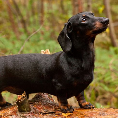 schwarzer Dackel im Wald Säugetier, Hund, Wirbeltier, Hunderasse, Canidae, schwarzer Dackel, Fleischfresser, Hund, Jagdhund, Sausagedog