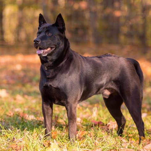 Hund, Säugetier, Wirbeltier, Hunderasse, Canidae, Fleischfresser, Rasse ähnlich Schwarzer norwegischer Elchhund, Canis Panther, Sporting Group, Wachhund, Thai Ridgeback in schwarz, Hund mit Stehohren