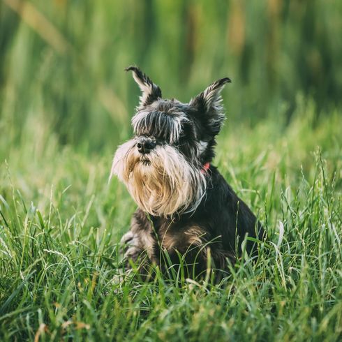 Hund, Säugetier, Wirbeltier, Hunderasse, Canidae, Standardschnauzer, schwarzer Zwergschnauzer mit langem Fell, Schnauzer, Gras, Fleischfresser, Stehohren, kleiner schwarzer Hund