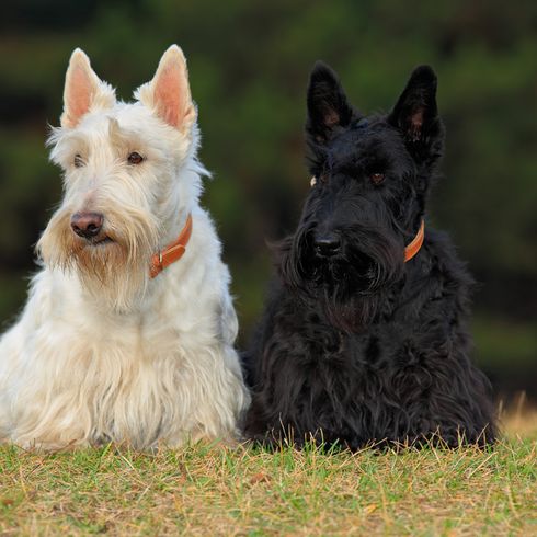 Scottish Terrier schwarz, kleiner Hund mit schwarzem Fell, Hund mit langem Fell, schwarze Hunderasse, Stehohren, Hund mit Schnauzer, Stadthund, Hunderasse für Anfänger, weißer Scottish Terrier sitzt neben einem schwarzen