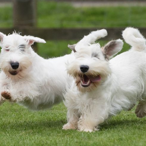 Sealyham Terrier laufen über eine grüne Wiese, Ohren fliegen durch den Wind, Hund ist in der Luft durch einen Sprung, Stadthund, kleiner Anfängerhund weiß mit welligem Fell, Dreecksohren, Hund mit vielen Haaren auf der Schnauze, Familienhund, Hunderasse aus Wales, Hunderasse aus England, britische Hunderasse