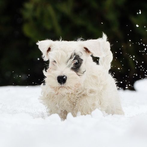 Sealyham Terrier Rassebeschreibung, Welpe, Stadthund, kleiner Anfängerhund weiß mit welligem Fell, Dreecksohren, Hund mit vielen Haaren auf der Schnauze, Familienhund, Hunderasse aus Wales, Hunderasse aus England, britische Hunderasse