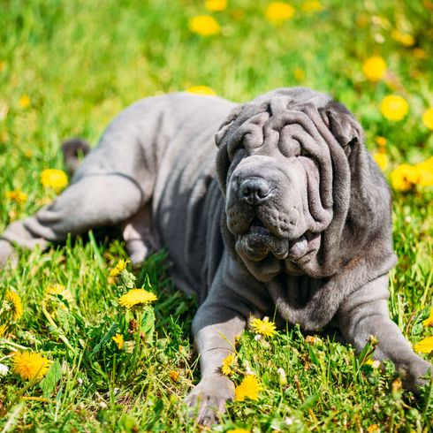 Säugetier, Hund, Wirbeltier, Canidae, Hunderasse, Shar pei in grau, Ori-pei, Gras, Fleischfresser, Schnauze, besondere Hundrasse, mittelgroßer Hund mit Falten im Gesicht, graue Hunderasse ähnlich Dogge, Hund ähnlich Mastino Napolitano, faltiger Hund