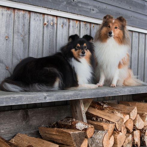 Shetland Schäferhund oder Shetland Sheepdog alias Sheltie, Ähnliche Rasse wie Rough Collie, Hund, Rasse ähnlich Collie, Canidae, Hund ähnlich Scotch Collie, Fleischfresser, Begleithund, Hunderasse,