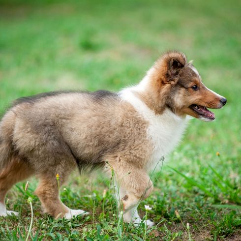 Sheltie Welpe Hund, Säugetier, Wirbeltier, Canidae, Scotch Collie, Hunderasse, australischer Collie, Collie, Fleischfresser, Shetland-Schäferhund Welpe, braun weißer Hund mit langem Fell