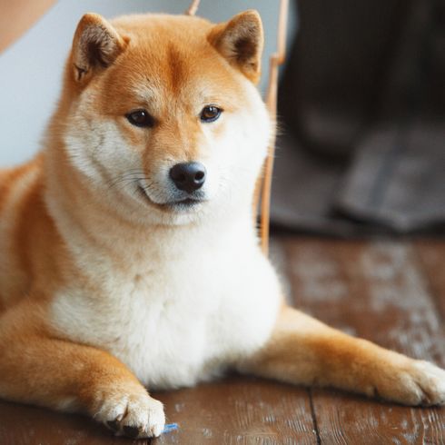 Hund, Säugetier, Wirbeltier, Canidae, Hunderasse, Shiba inu, Fleischfresser, Rasse ähnlich Hokkaido, Hund ähnlich Akita inu, Stehohren sehr klein, rote Hunderasse, weiße Rasse mit mittellangem Fell, dichtes Fell, schwererziehbare Hunderasse, japanischer Hund, eingerollte Rute, kleine Hunde unter 10kg