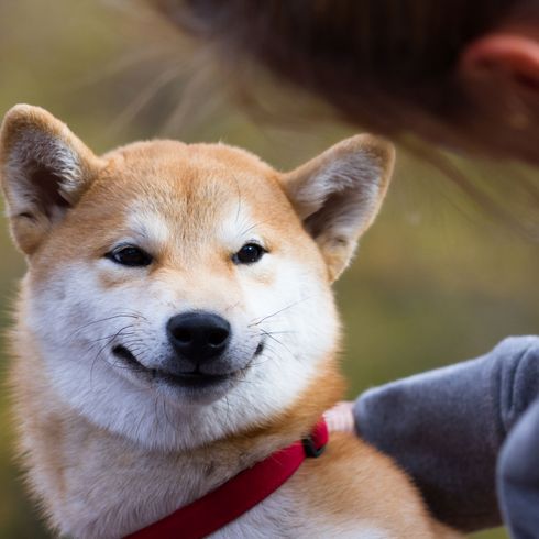 Hund, Säugetier, Wirbeltier, Hunderasse, Canidae, Shiba, Fleischfresser, Akita-Getränk, Kanaan-Hund, Shiba Inu lacht in die Kamera mit einer roten Leine, rot weißer Hund der kniehoch ist und Stehohren hat, Hund ähnlich Fuchs