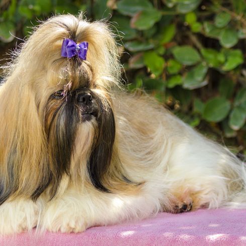 Hund, Säugetier, Wirbeltier, Canidae, Hunderasse, Shih tzu, Fleischfresser, Hund ähnlich Lhasa apso, Begleithund, Hund auf Ausstellung