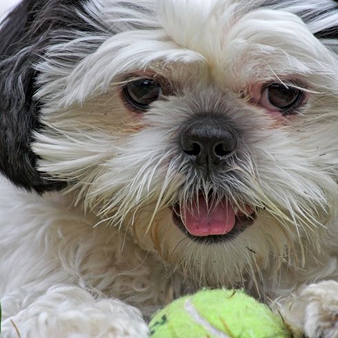 Hund, Säugetier, Wirbeltier, Hunderasse, Canidae, Rasse ähnlich Maltepoo, Rasse ähnlich Malteser, Hund ähnlich chinesischer Kaiserhund, Shih tzu Welpe, Fleischfresser, kleiner weißer Hund