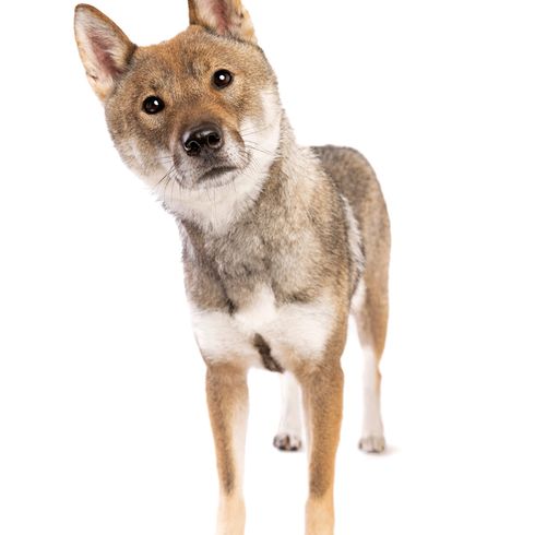 Shikoku Hund aus Japan, japanische Hunderasse braun weiß, Hund ähnlich Shiba Inu, Hund aus Japan, Jagdhunderasse mit Stehohren, süße Hunderasse mit langer Zunge, asiatischer Hund, mittelgroße Rasse, Kochi-Ken, Spitz, Junger Hund, hellbrauner, roter Hund aus Japan, Spitzrasse aus Asien