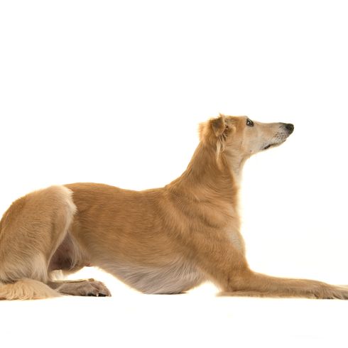 Silken Windspirte Hund in gelb macht Platz und so erkennt man seinen ganzen Körper,mittellanges Fell bei einem großen schlanken Hund