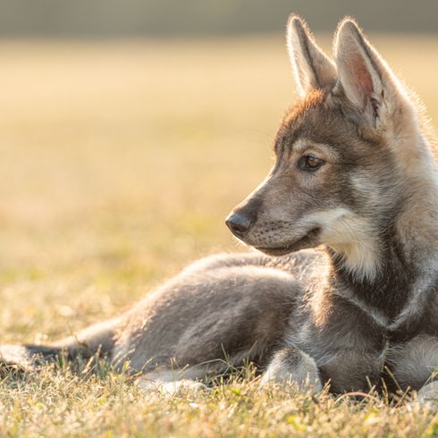 kleiner junger Tamaskan Wolfshund liegt auf einer Wiese, brauner Hund der aussieht wie ein Wolf